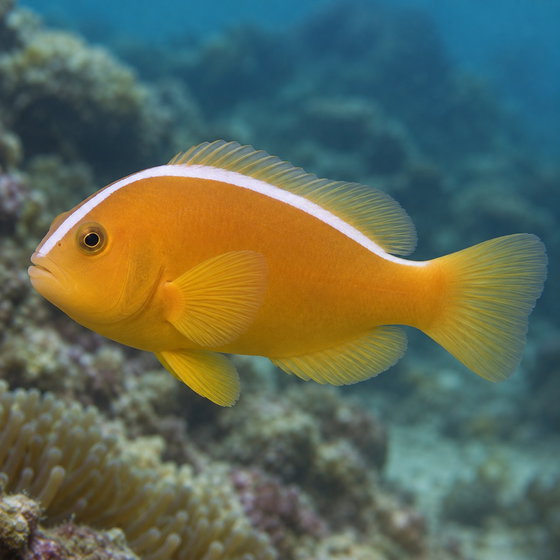 yellow clownfish