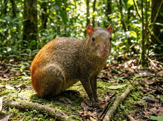 red-rumped agouti