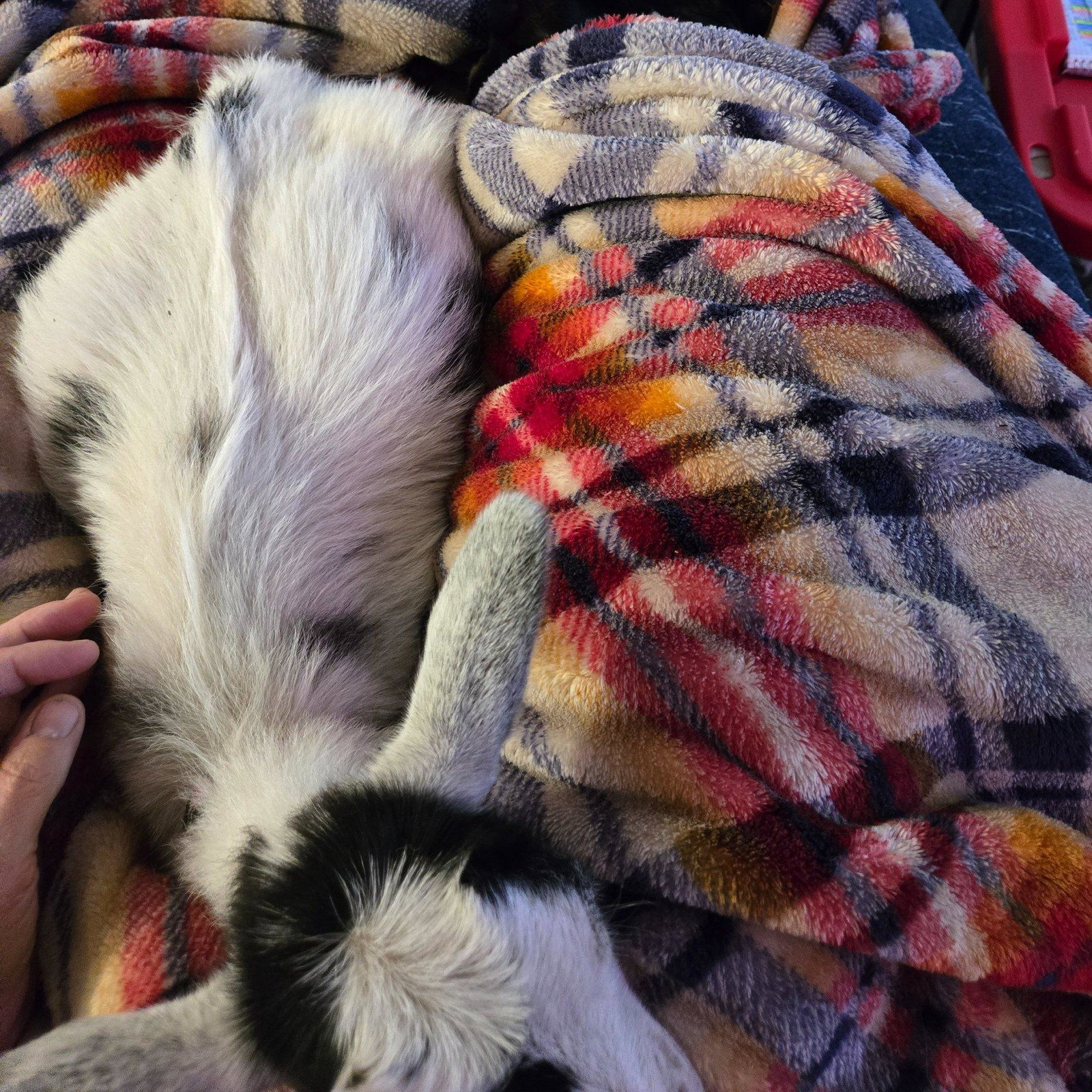 Pip