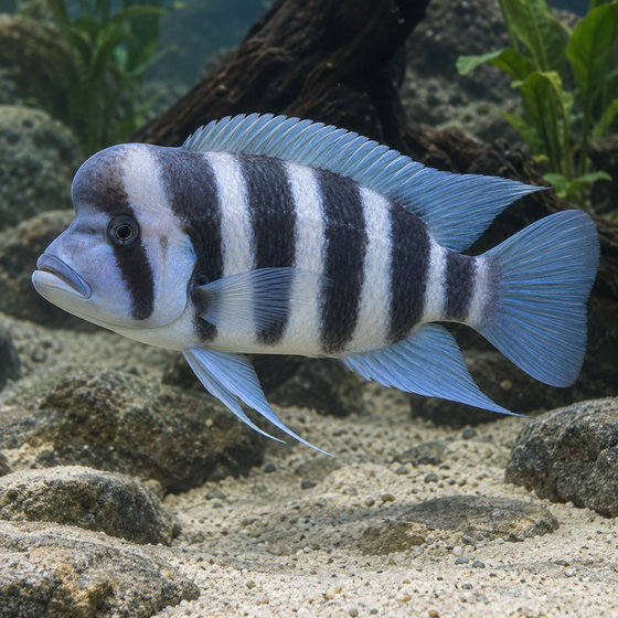 humphead cichlid