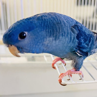 Little Miss profile picture