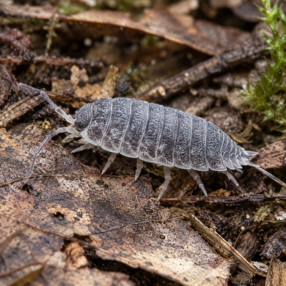 powder isopod
