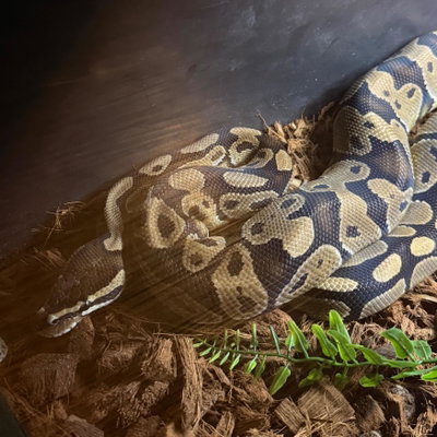 Snake profile picture