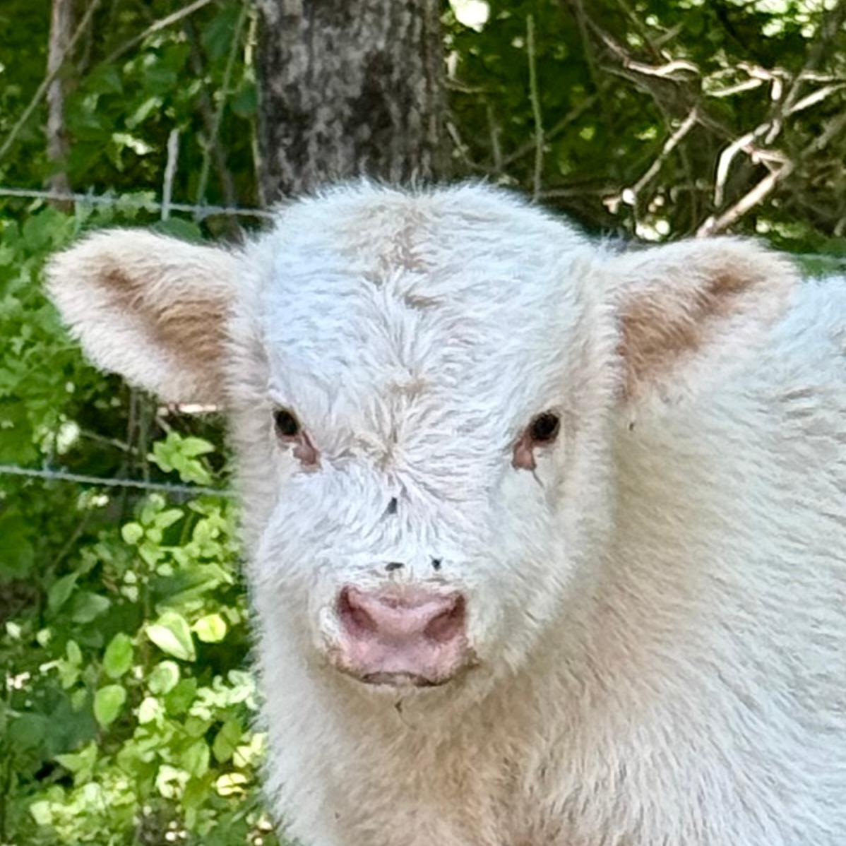Nash