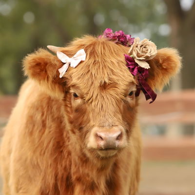 Guinevere profile picture