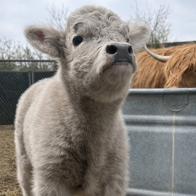 JTMC Olive profile picture