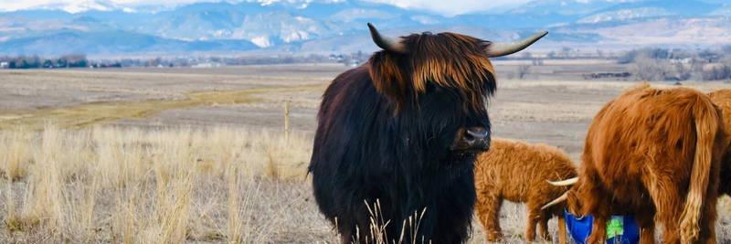 NXT Wyoming’s Sombra profile cover image