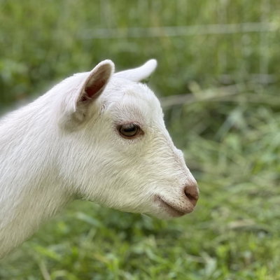 Capella profile picture
