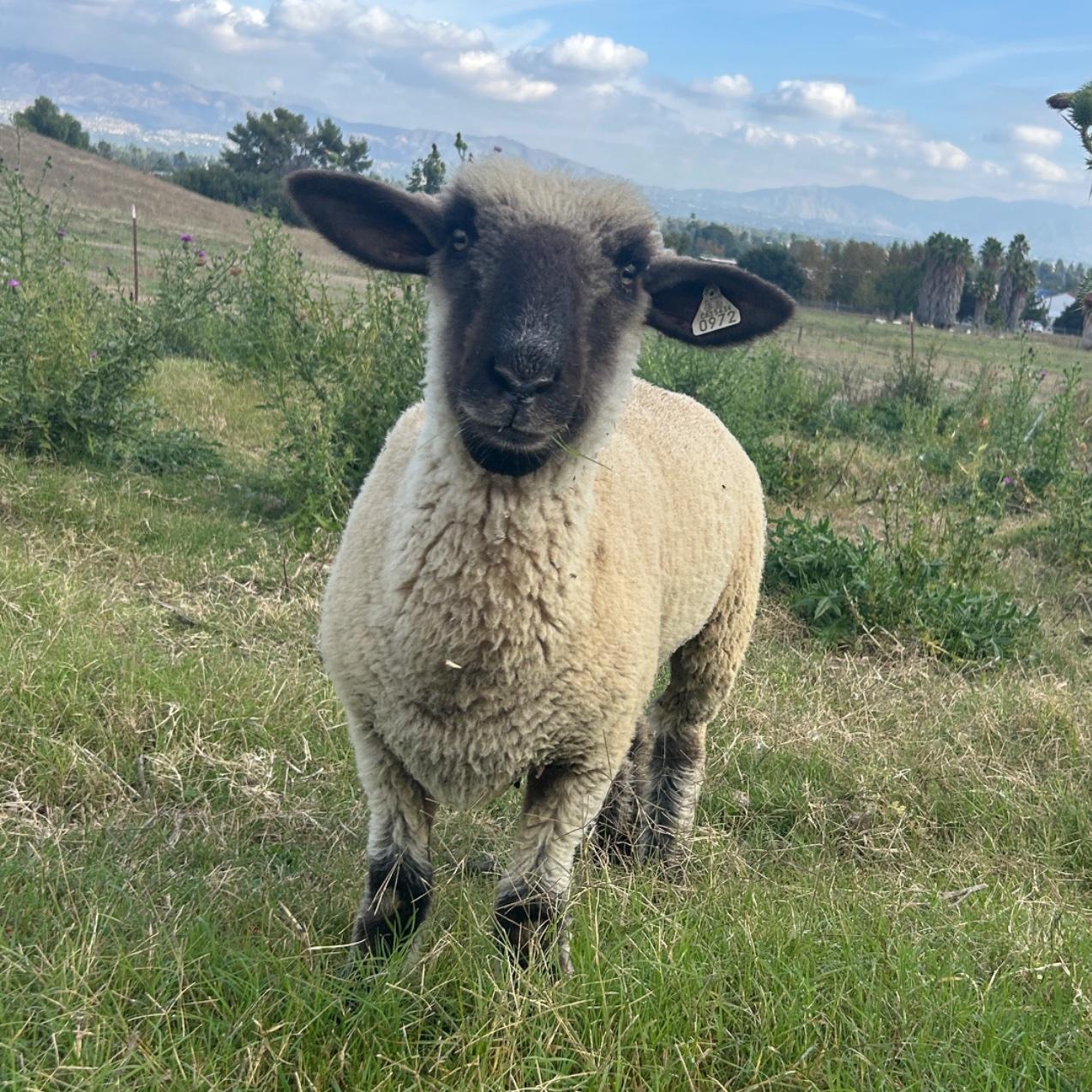Ears