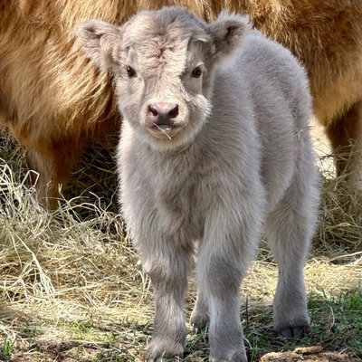 Leonardo Baby Bull II profile picture