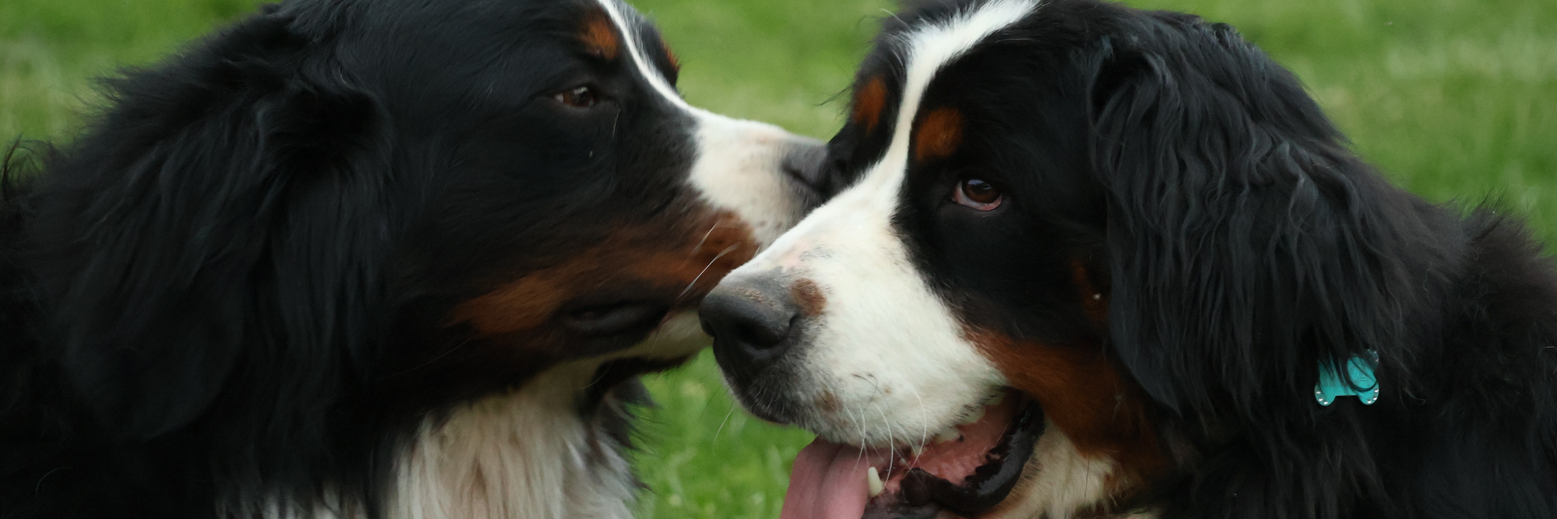 Bernese Beauties profile cover image