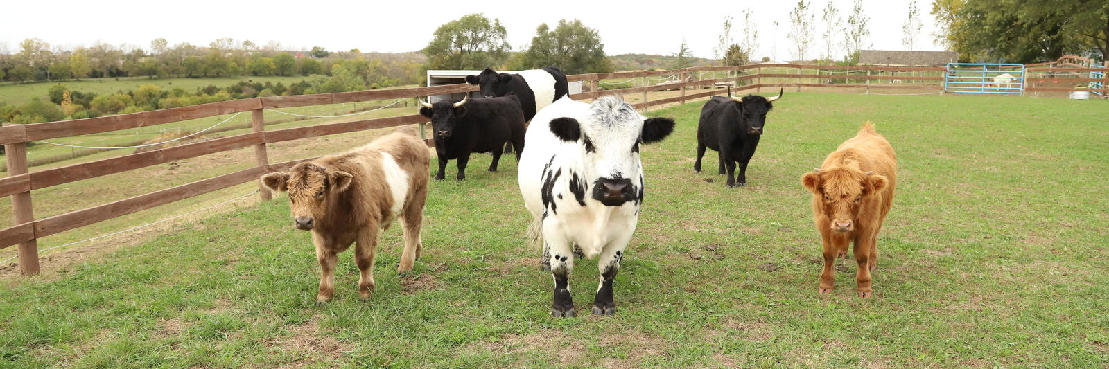 Louie profile cover image