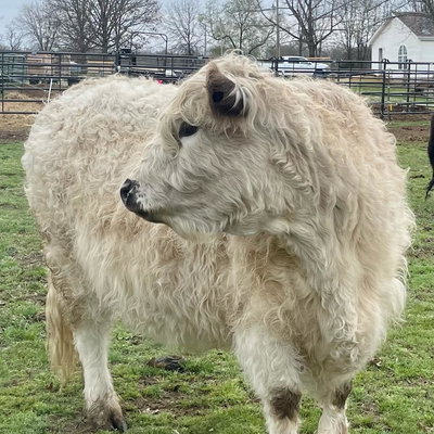 Delilah profile picture