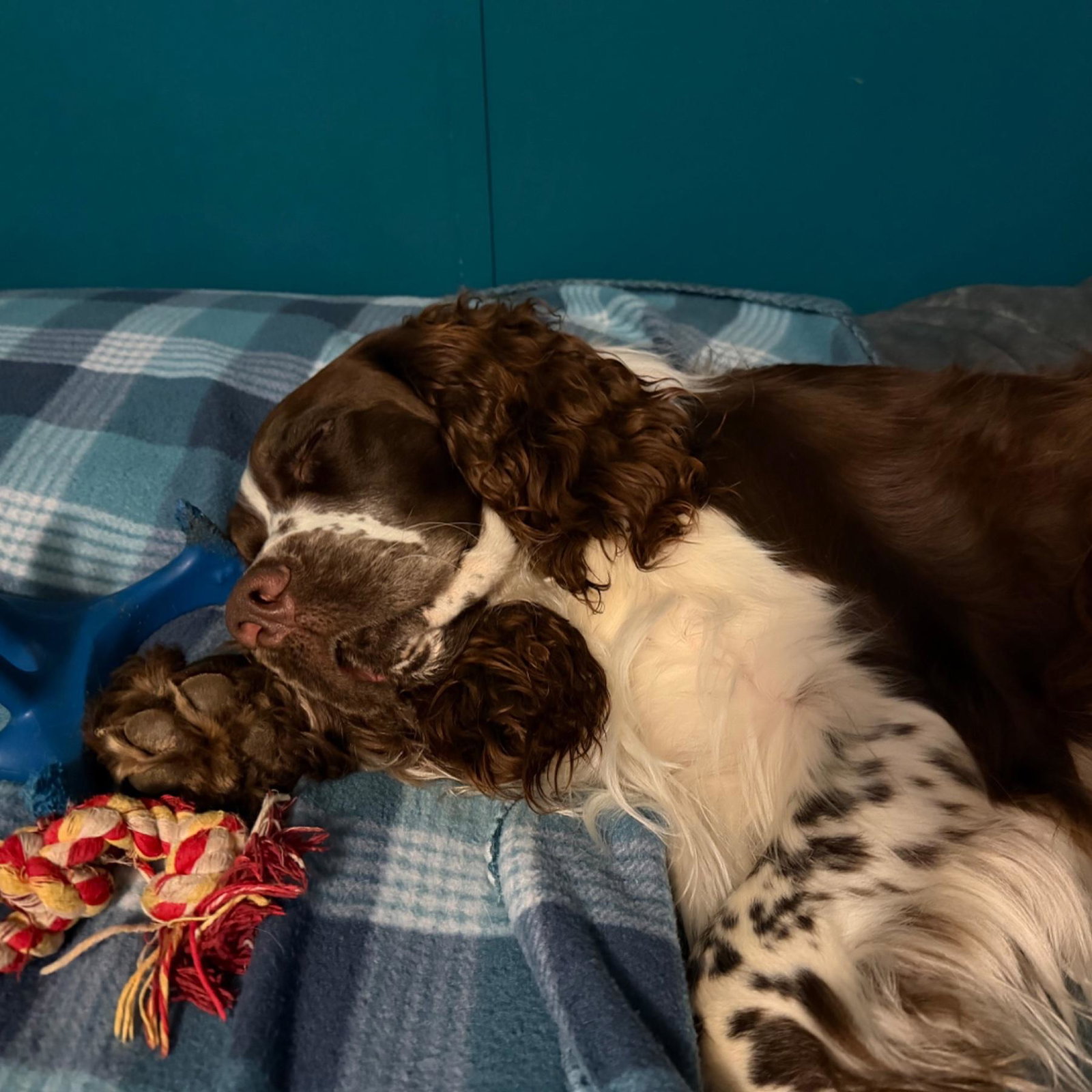 Scout