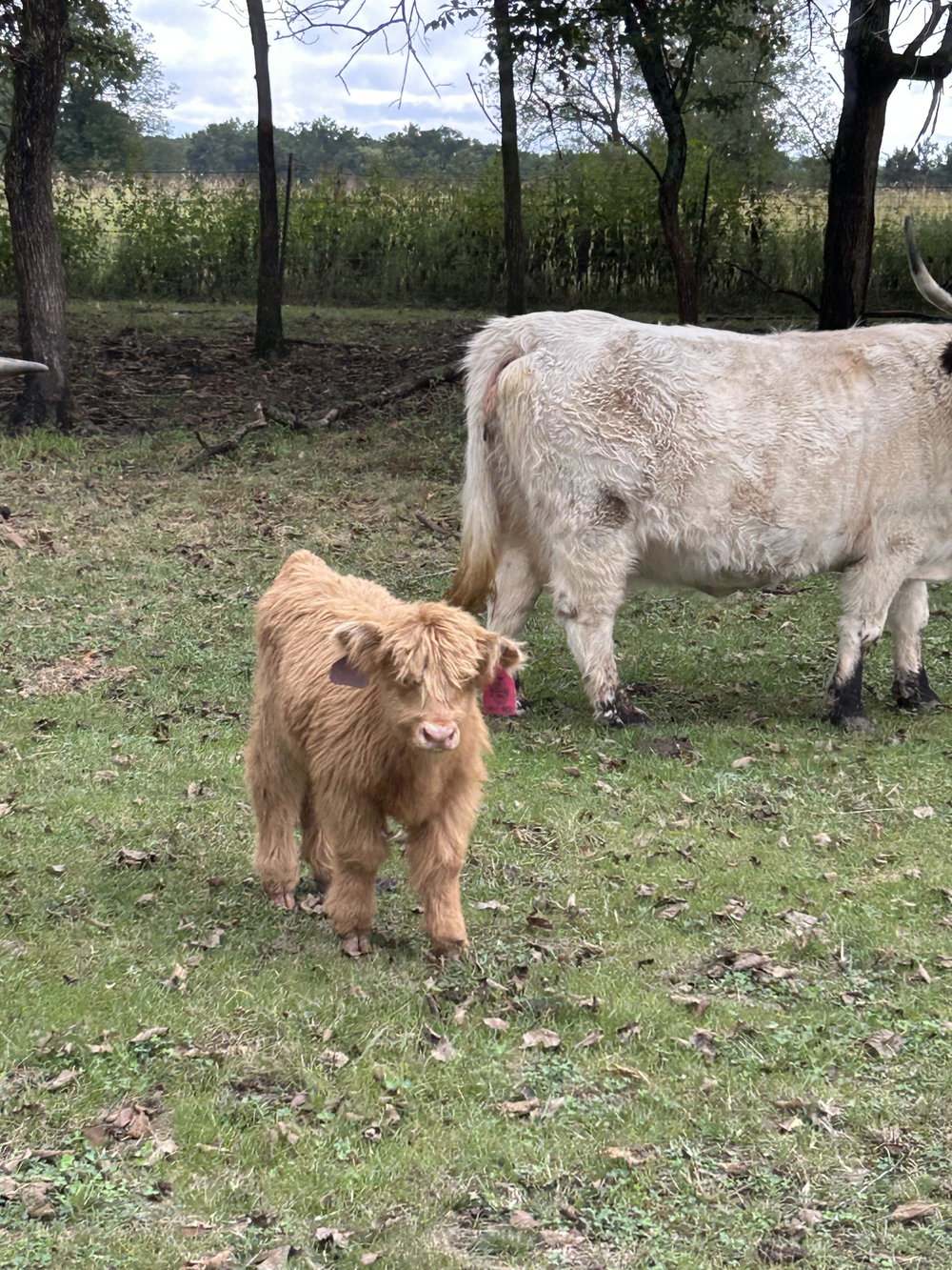 A Peculiar Farm Moo Moo, photo 5