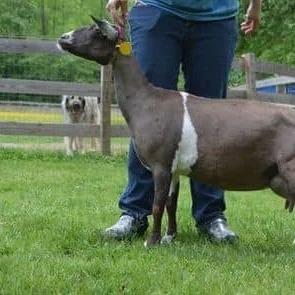 GCH Phoenix Farm Summer Tune 1*M