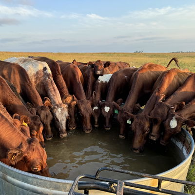 Turbo Ranch profile picture