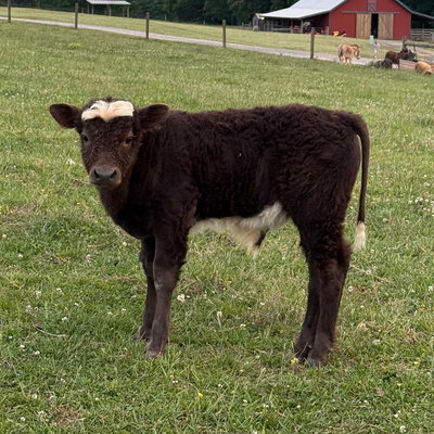 Toby Mac profile picture