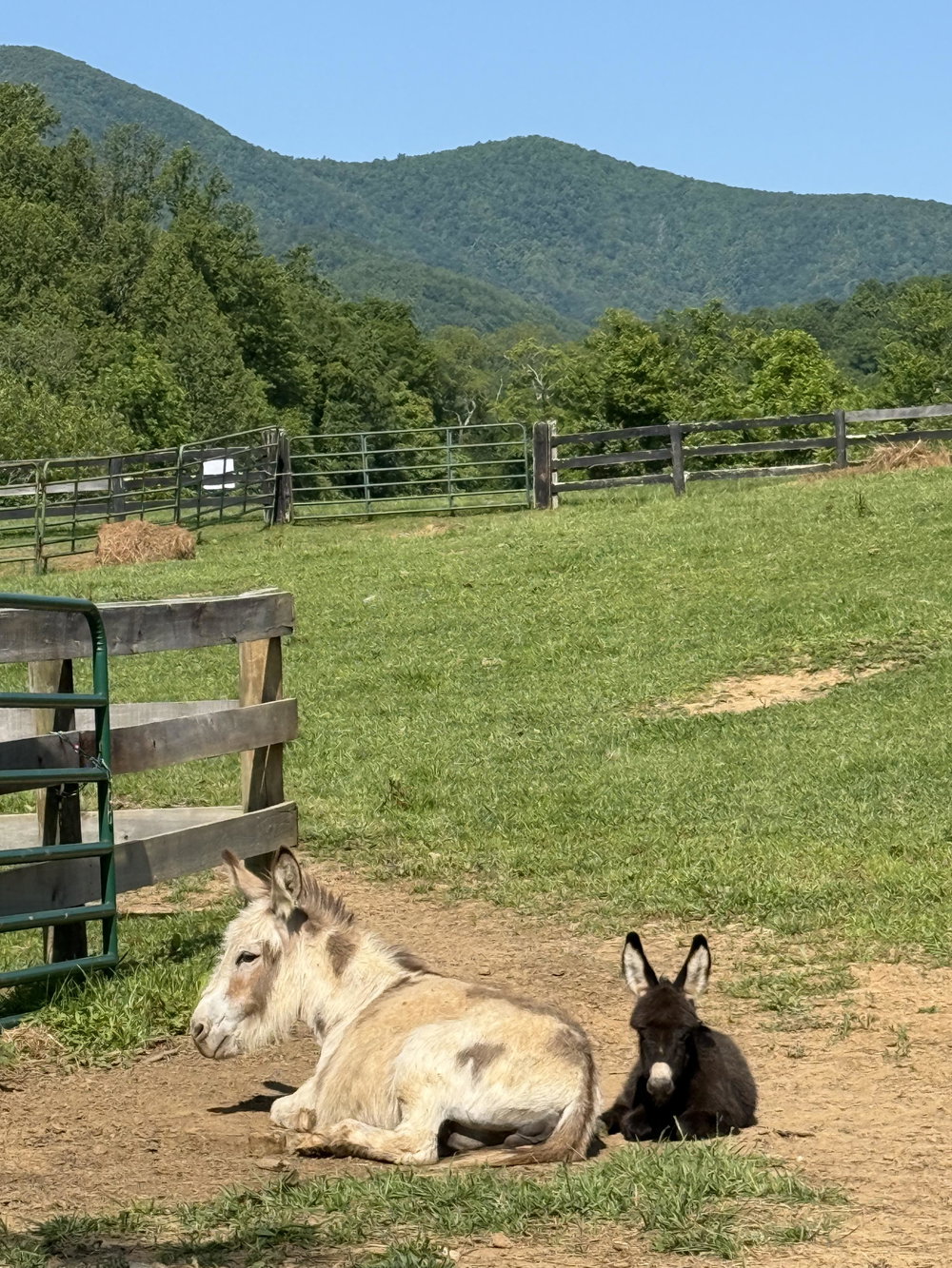 Gretchen, photo 10