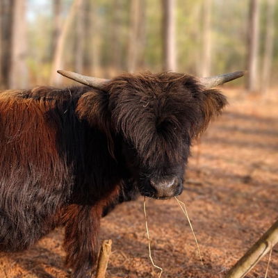 Wigs profile picture