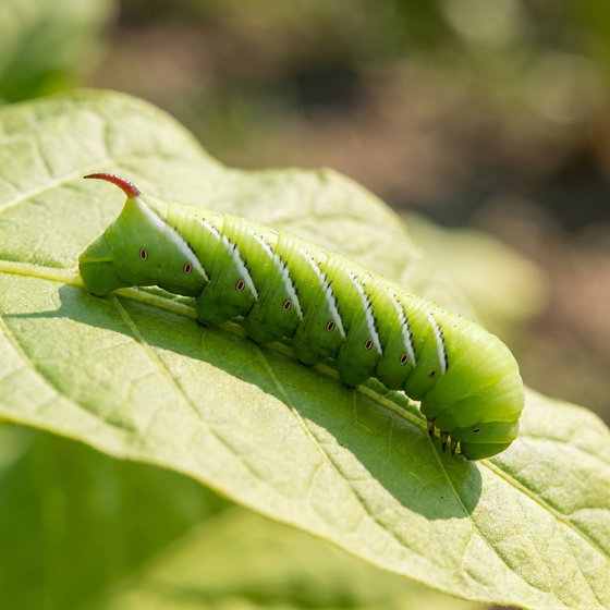 tobacco hornworm