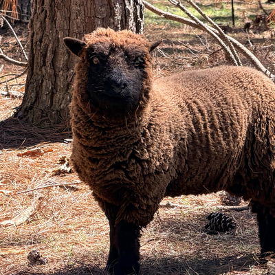 Lucy profile picture