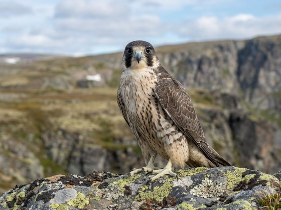 peregrine x gyrfalcon hybrid
