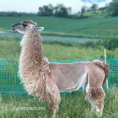 PPWI Elegant Petunia profile picture