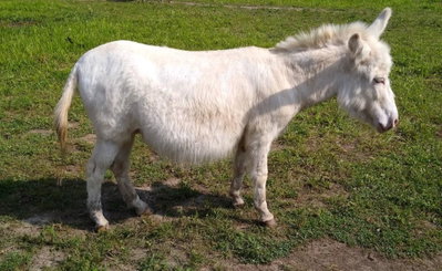 Cabinwood’s Lady Malinda profile picture