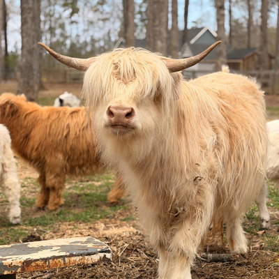 Penny profile picture