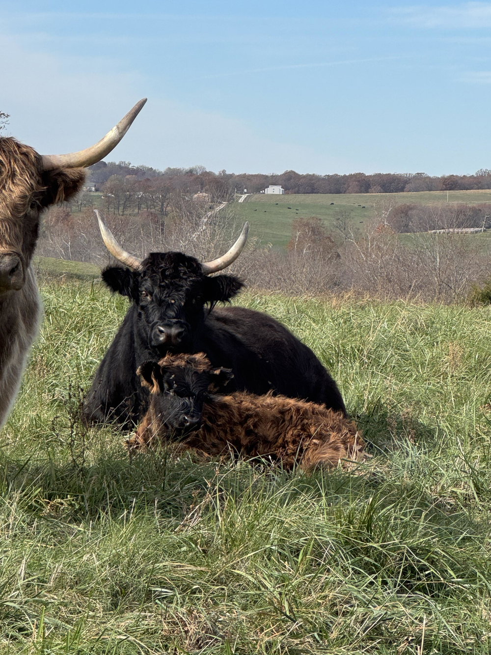 AHCA Heifer, photo 3