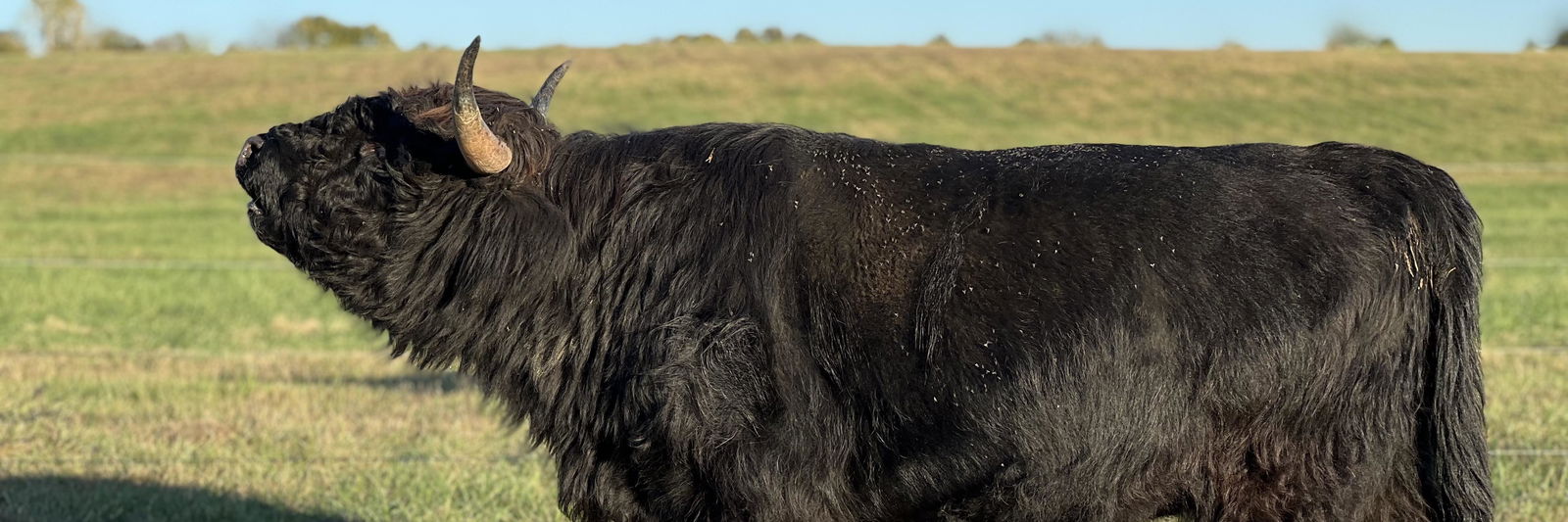 CCR Titan profile cover image