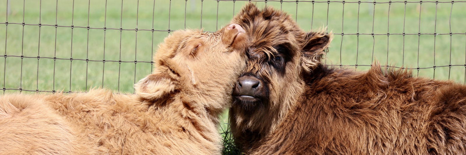 Mini Farm profile cover image