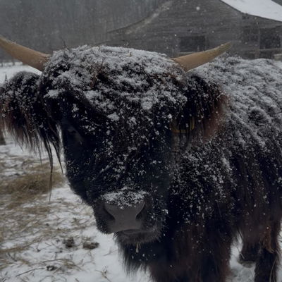 Silo Springs Farm profile picture