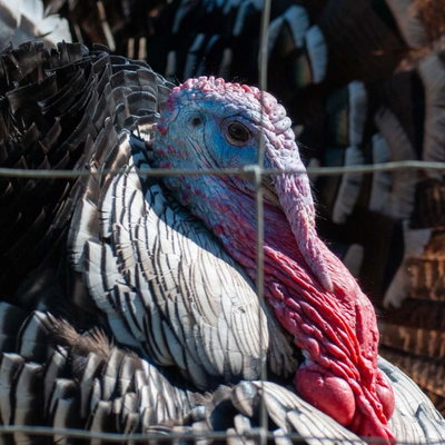 Turk profile picture
