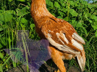Blue pullet