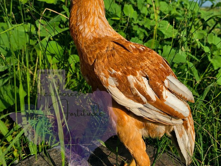 Blue pullet