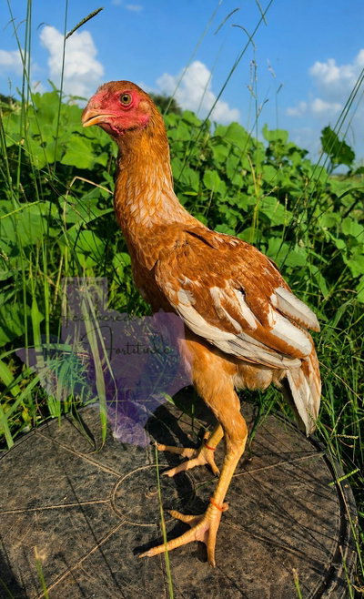 Blue pullet