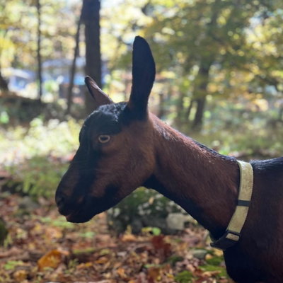 Sabine profile picture