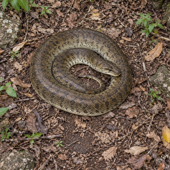 freckled python