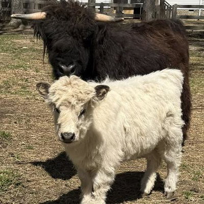 Cindy Lou profile picture