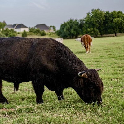 Schon Boden’s Matrix (D) profile picture