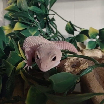 Banuk profile picture
