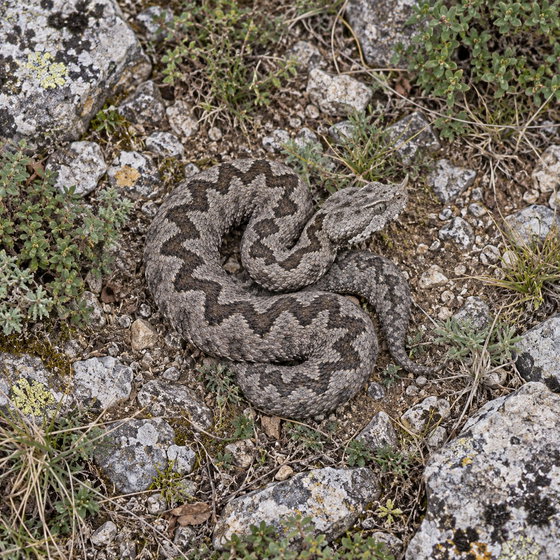 nose-horned viper