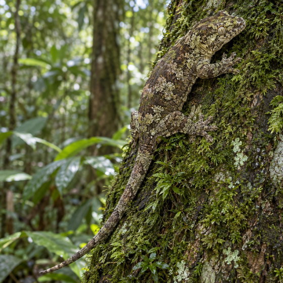chahoua gecko