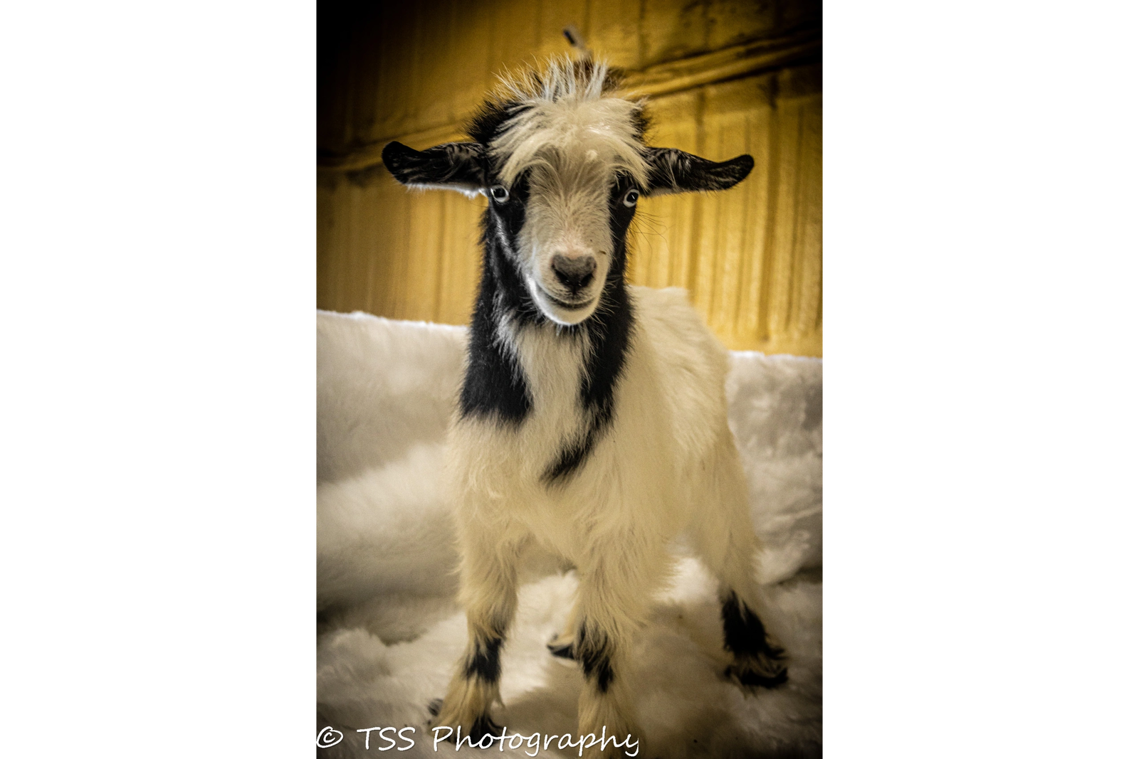Keen's Rustic Minis Calamity x SRL Mick Buck/Wether 1