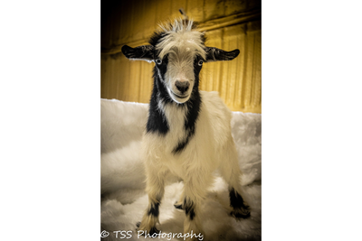 Keen's Rustic Minis Calamity x SRL Mick Buck/Wether 1 profile picture