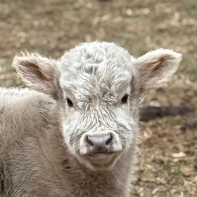 Skoll profile picture