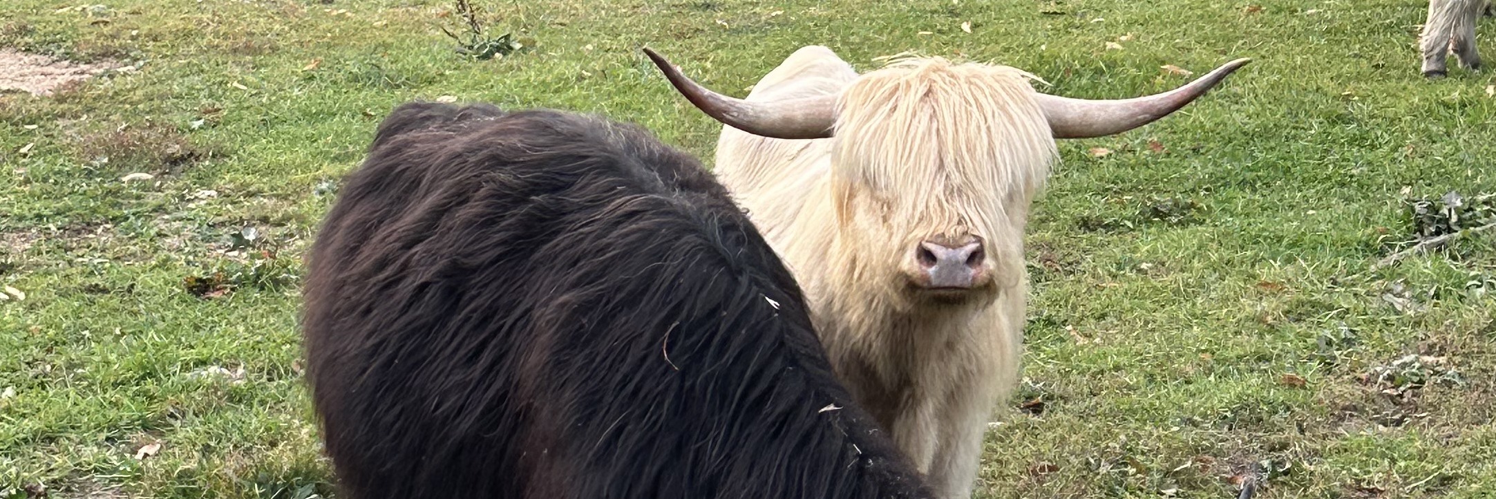 Konrad profile cover image