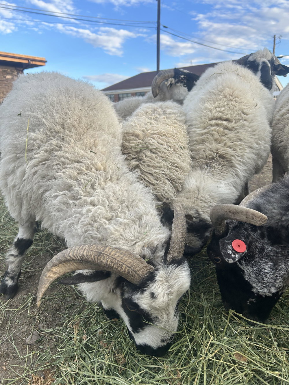 Valais starter herd, photo 7